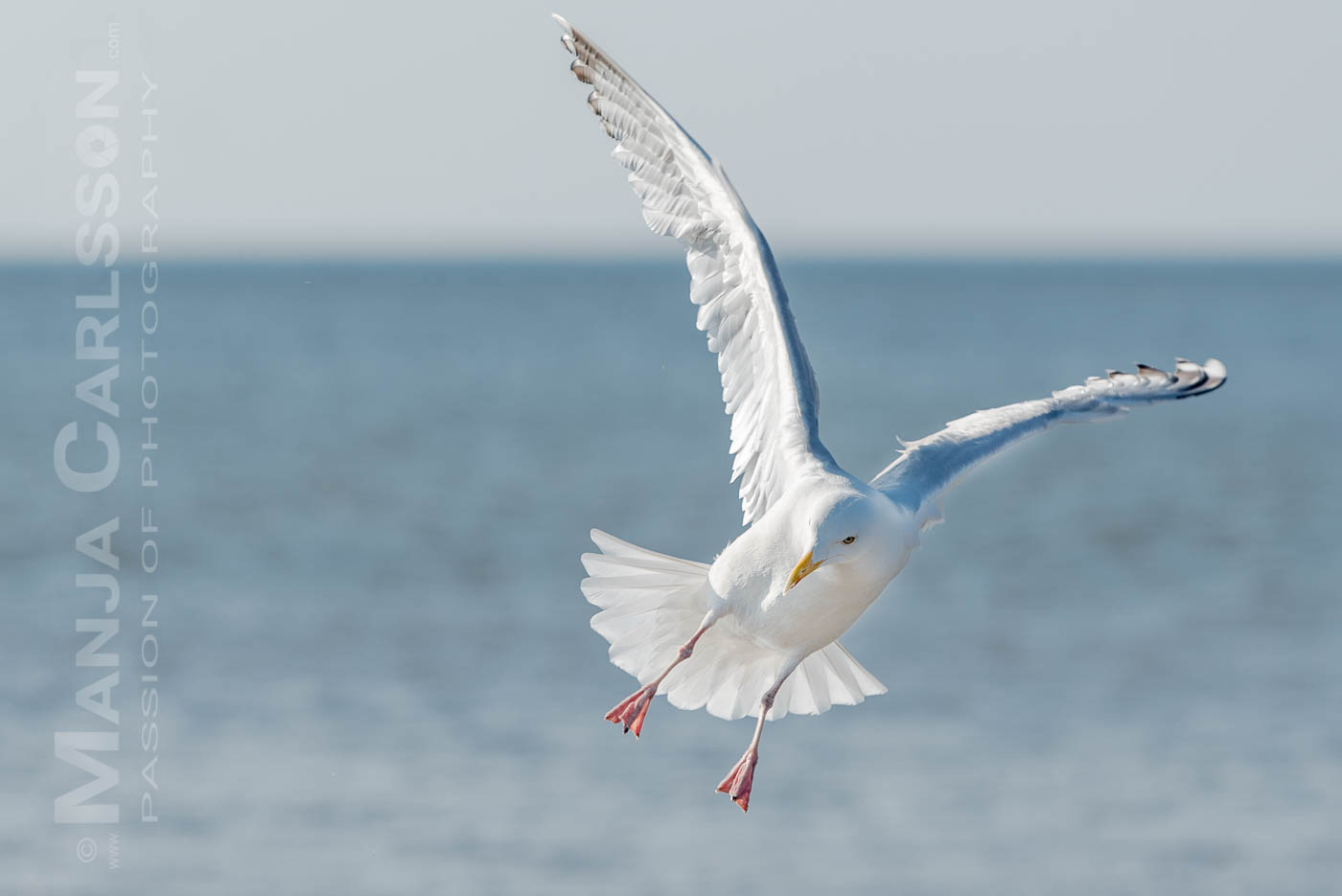 Silbermöwe im Landeanflug