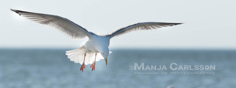 Silbermöwe im Landeanflug - sucht Platz zwischen den anderen Möwen