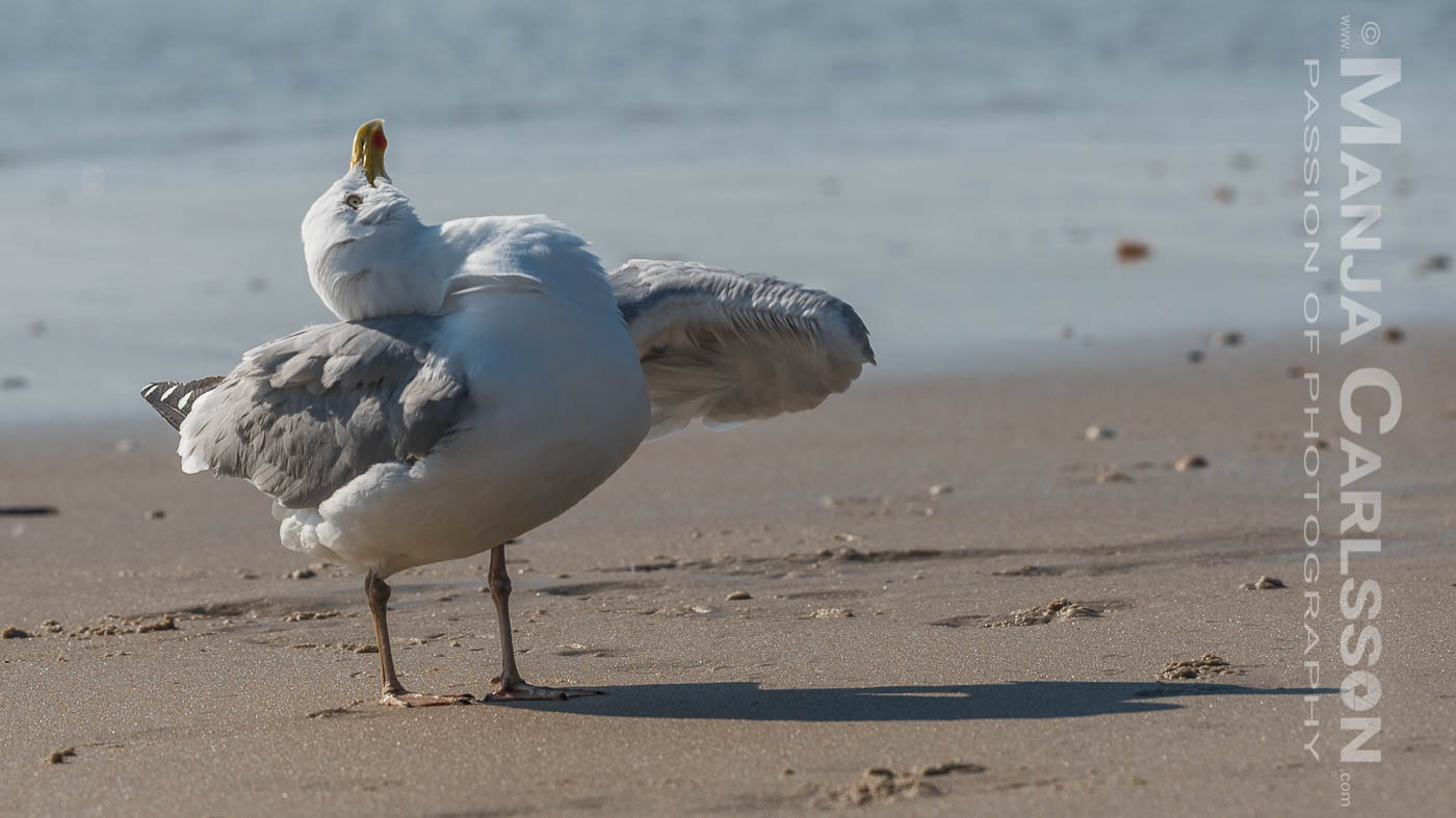 putzige Möwe am Sandstrand mit lustigen Verrenkungen