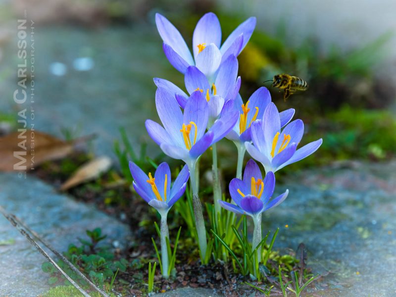 Krokusse zwischen Pflastersteinen mit anfliegender Biene