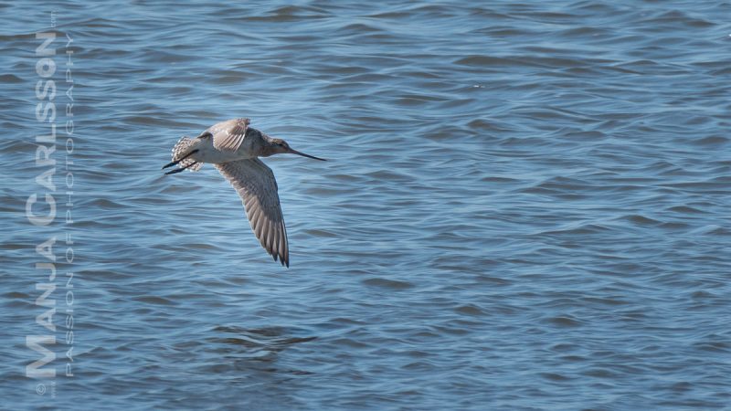 Schnepfenvogel im Flug recht dicht über der Wasseroberfläche macht gerade den Flügelschlag nach unten