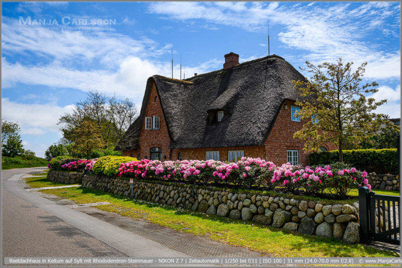 Reetdachhaus in Keitum auf Sylt mit Rhododendron-Steinmauer