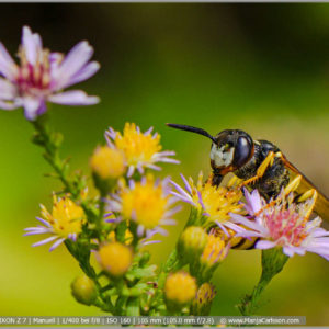 Bienenwolf auf Herbstaster