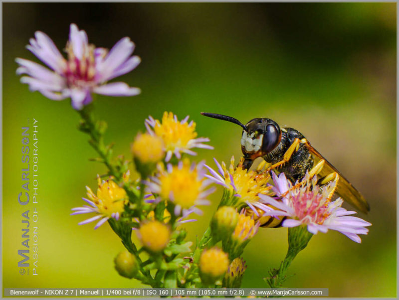 Bienenwolf auf Herbstaster