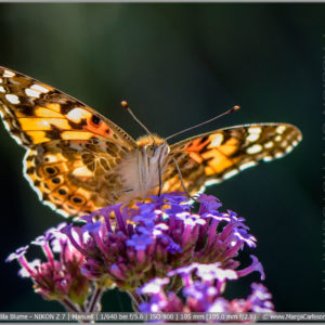 Distelfalter auf lila Blume im Gegenlicht