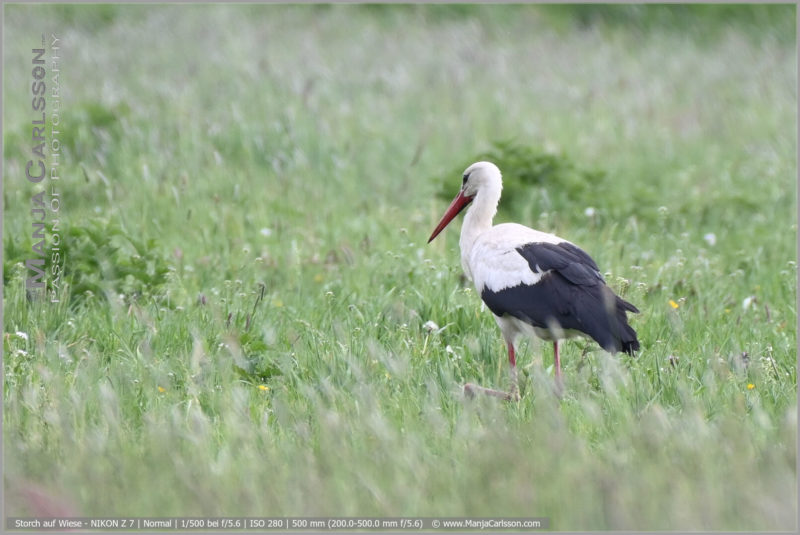 Storch watet durch die Wiese