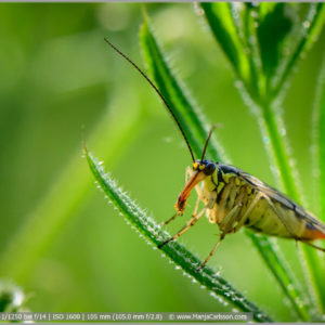 Skorpionsfliege auf Pflanze